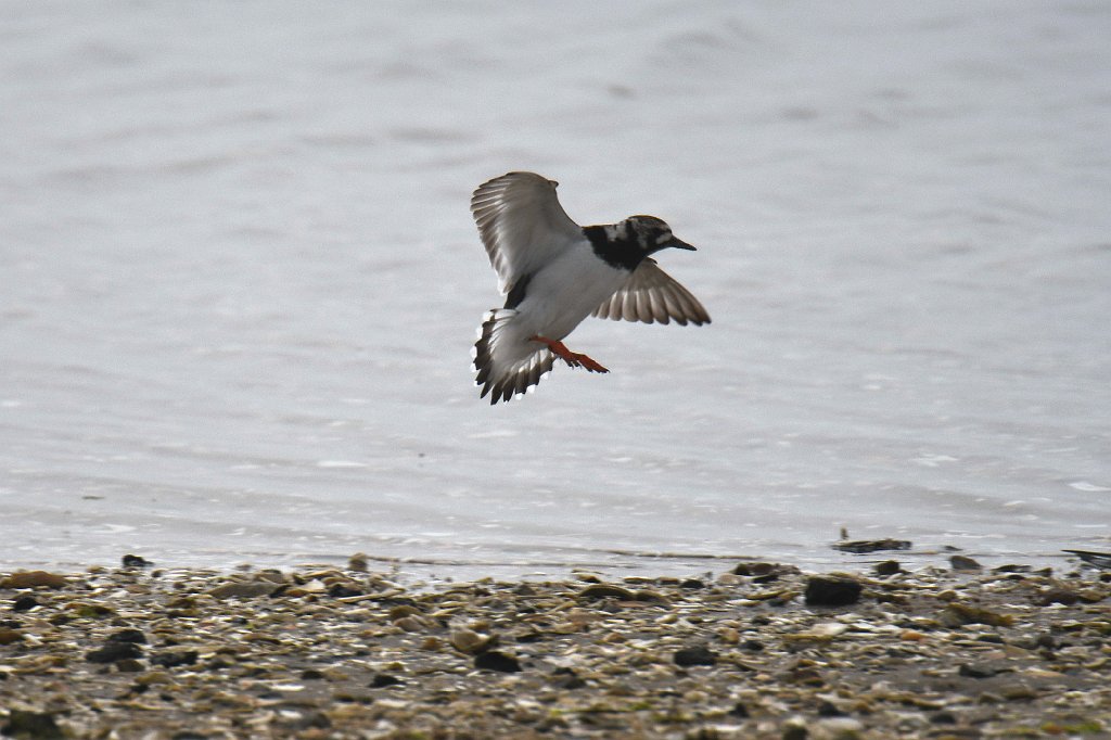 Turnstone, Ruddy, 2018-05294916 Chincoteague NWR, VA.JPG - Ruddy Turnstone. Chincoteague National Wildlife Refuge, VA, 5-29-2018